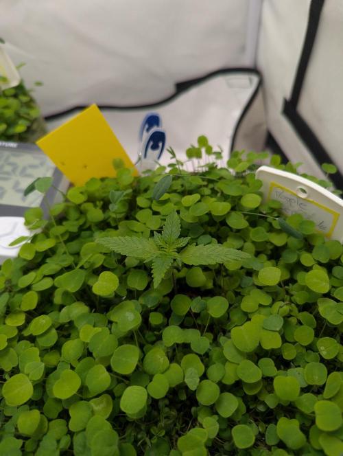 Low Budget Setup Test. Week 2