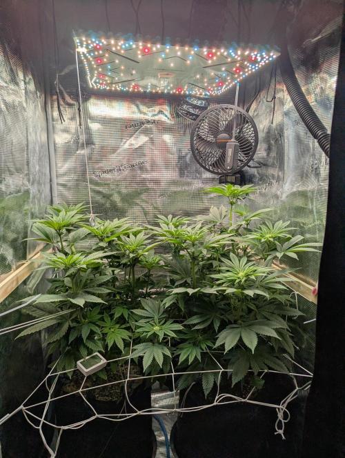 Fesi´s erster Grow. Week 6