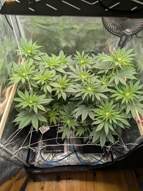 Fesi´s erster Grow. Week 6