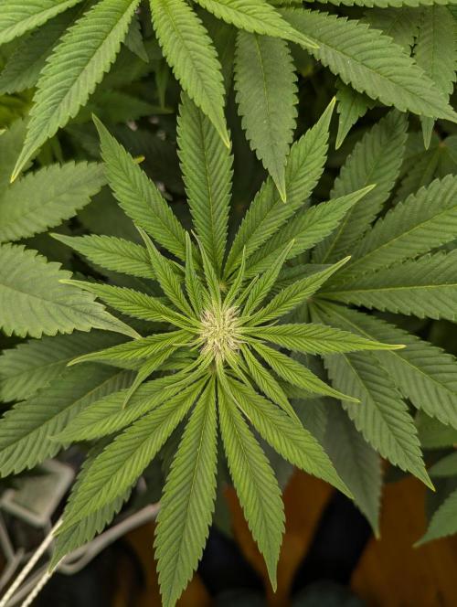 Fesi´s erster Grow. Week 7