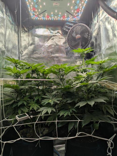 Fesi´s erster Grow. Week 7