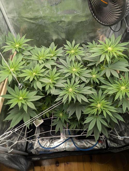 Fesi´s erster Grow. Week 7