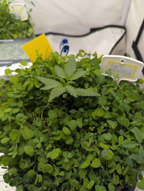 Low Budget Setup Test. Week 3