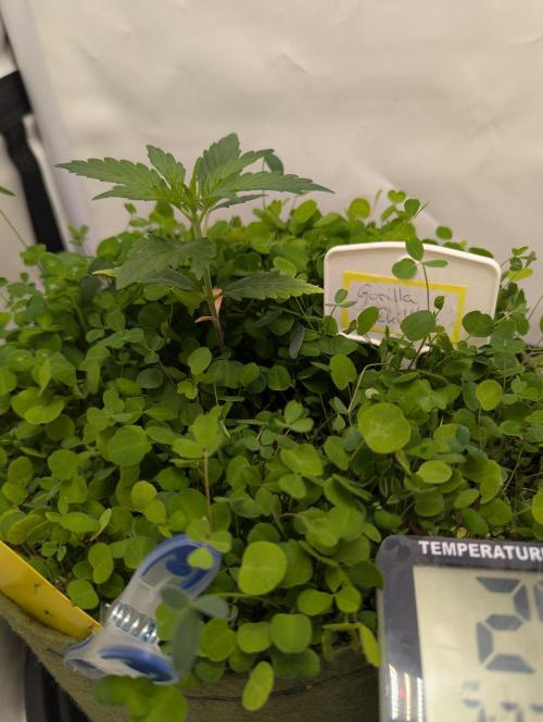 Low Budget Setup Test. Week 3