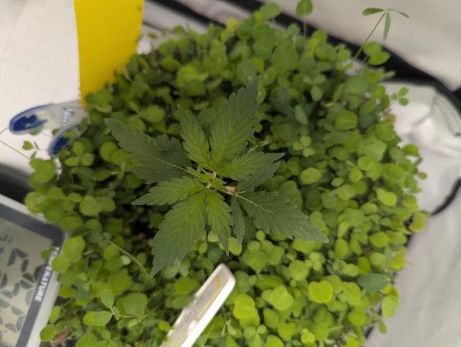 Low Budget Setup Test. Week 3