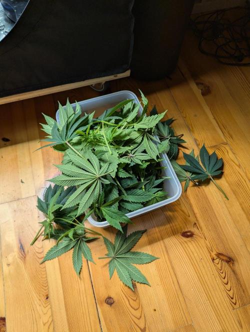 Fesi´s erster Grow. Week 7