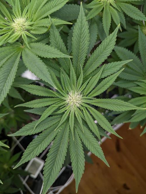 Fesi´s erster Grow. Week 7