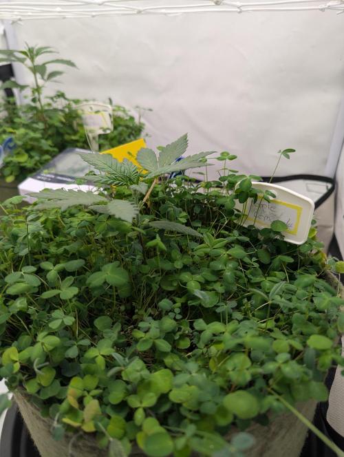 Low Budget Setup Test. Week 3