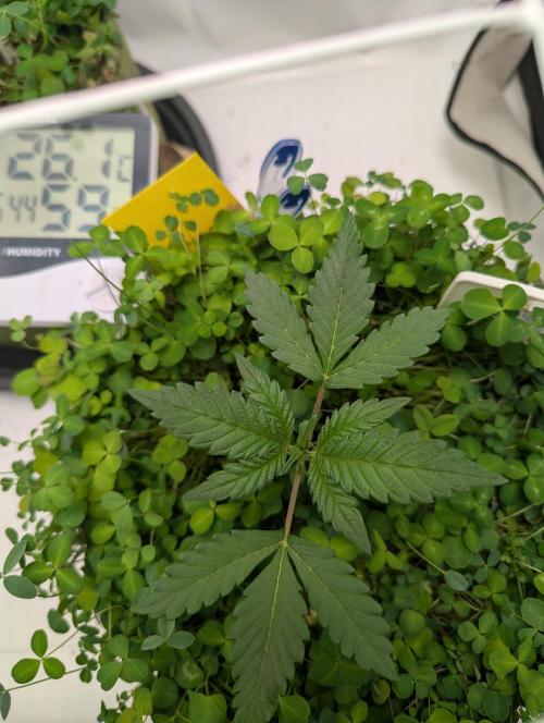 Low Budget Setup Test. Week 3