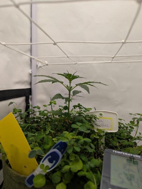 Low Budget Setup Test. Week 3