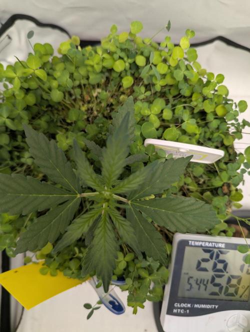 Low Budget Setup Test. Week 3