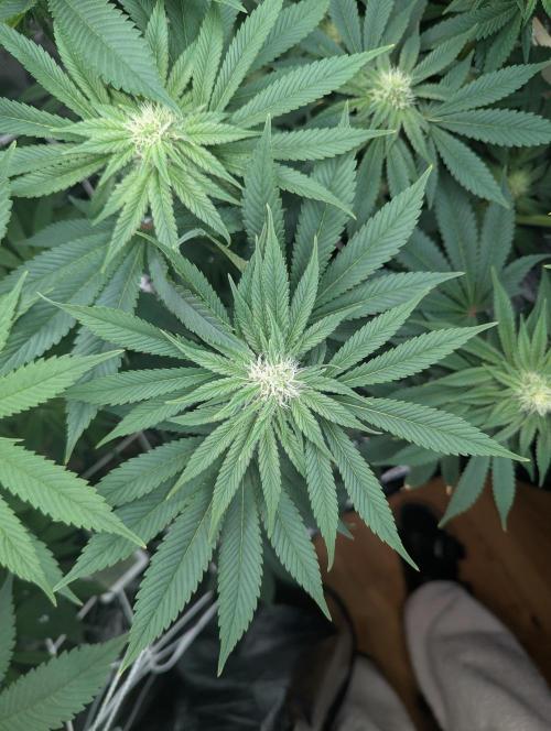 Fesi´s erster Grow. Week 8