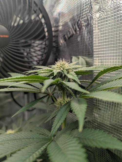 Fesi´s erster Grow. Week 8