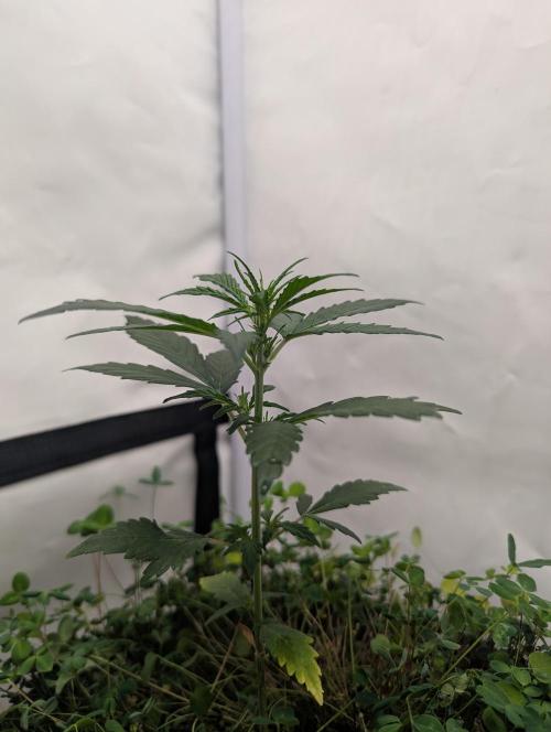 Low Budget Setup Test. Week 4