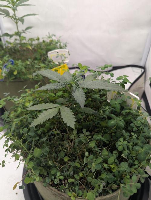 Low Budget Setup Test. Week 4