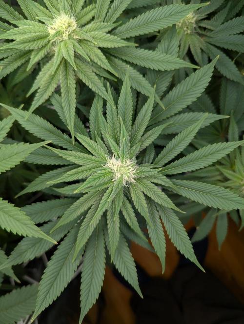 Fesi´s erster Grow. Week 8