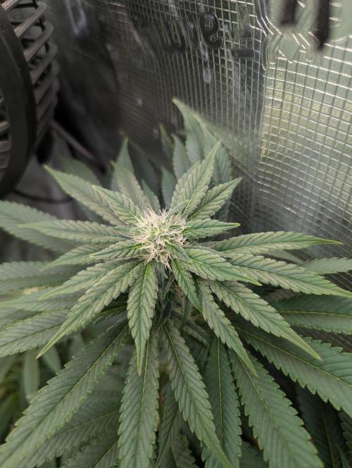 Fesi´s erster Grow. Week 8