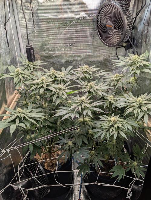 Fesi´s erster Grow. Week 9