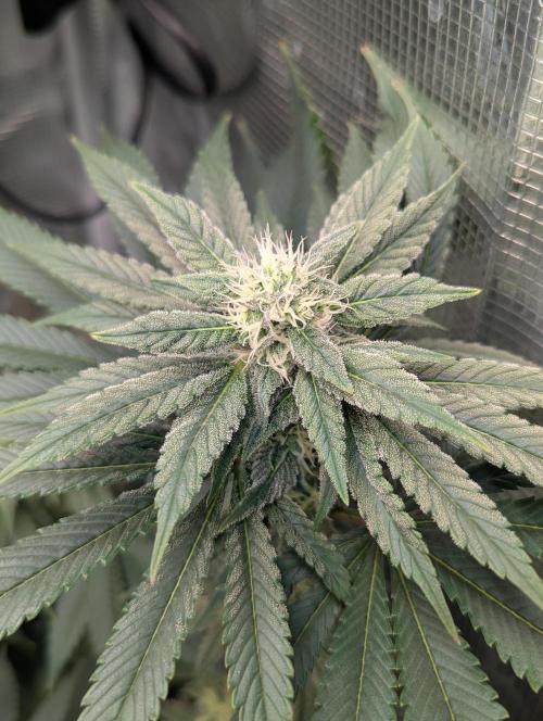 Fesi´s erster Grow. Week 9