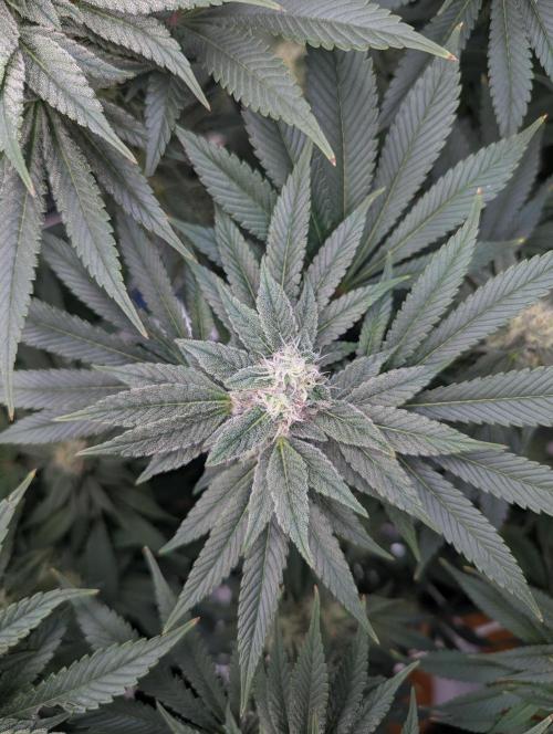 Fesi´s erster Grow. Week 9