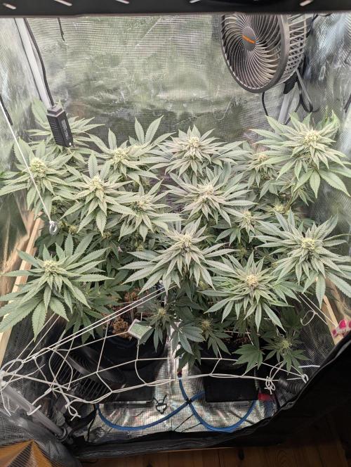 Fesi´s erster Grow. Week 9