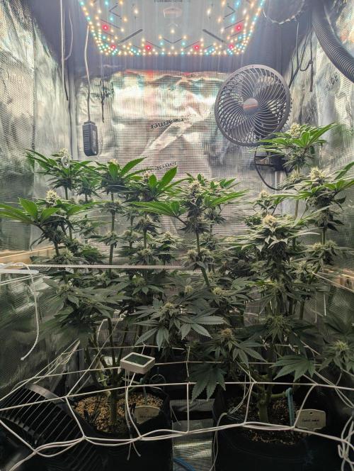 Fesi´s erster Grow. Week 9