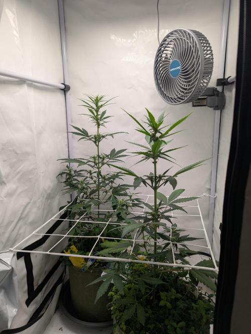 Low Budget Setup Test. Week 5