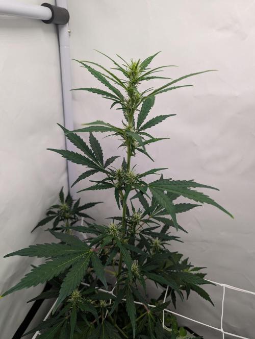 Low Budget Setup Test. Week 5