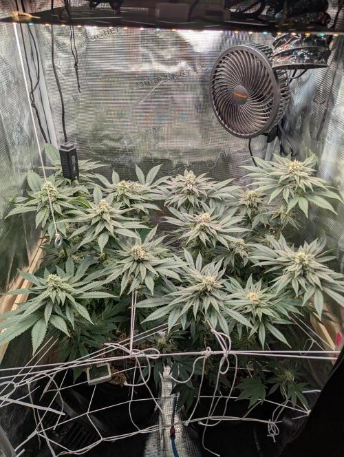 Fesi´s erster Grow. Week 10