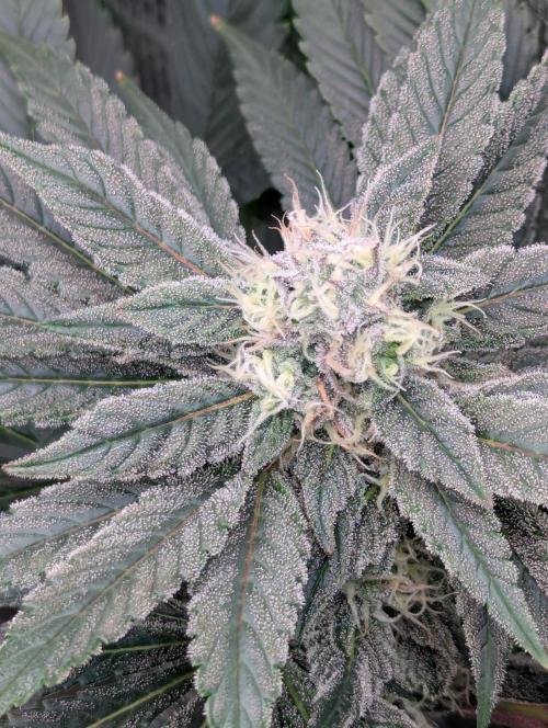 Fesi´s erster Grow. Week 10