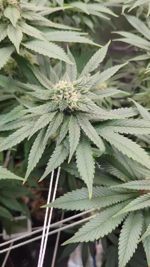 Fesi´s erster Grow