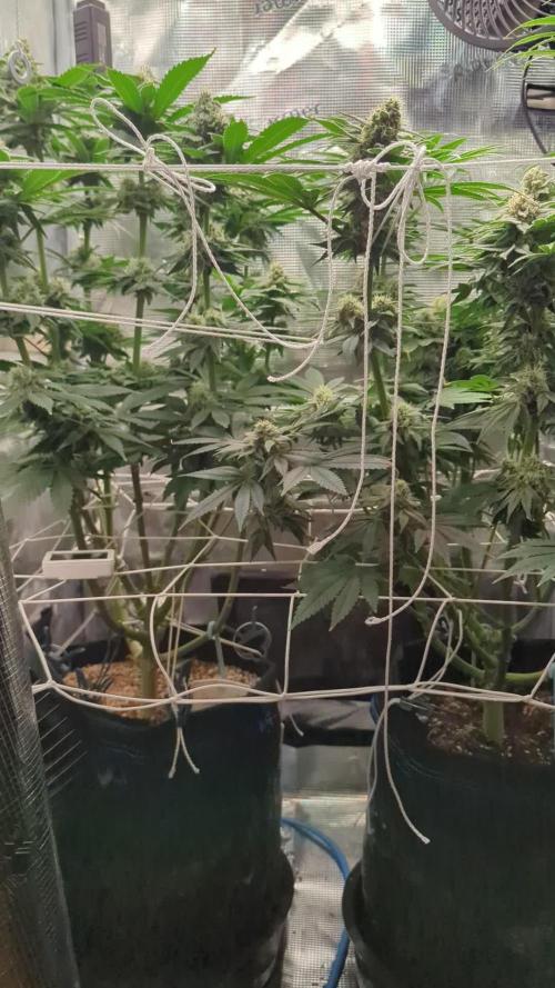 Fesi´s erster Grow