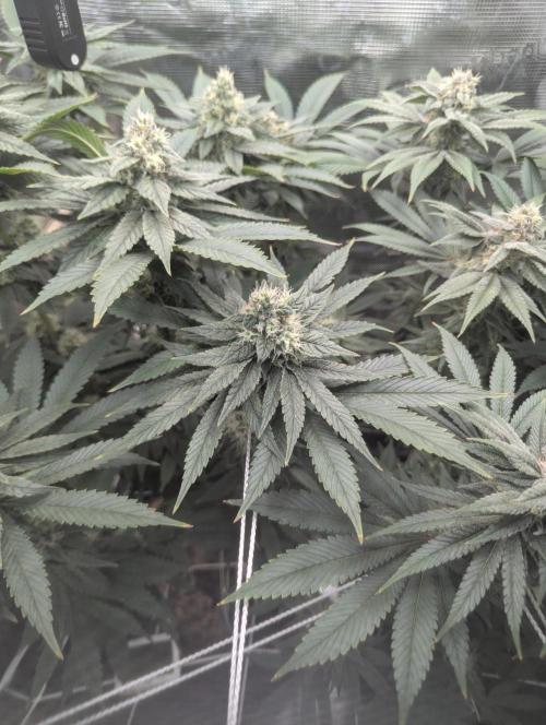 Fesi´s erster Grow. Week 10