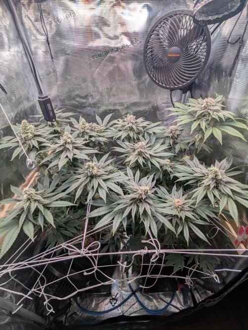 Fesi´s erster Grow. Week 11