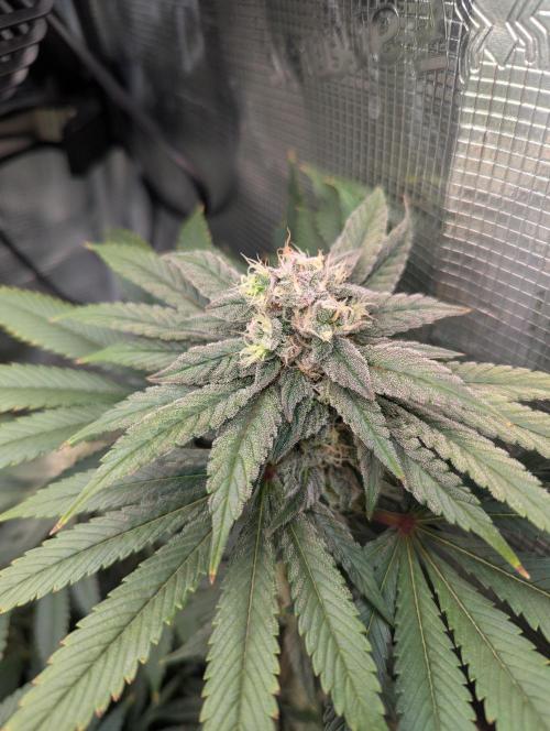 Fesi´s erster Grow. Week 11