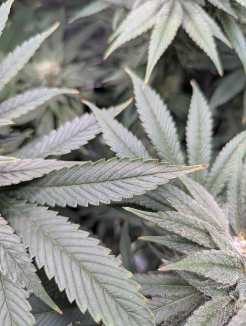 Fesi´s erster Grow. Week 11