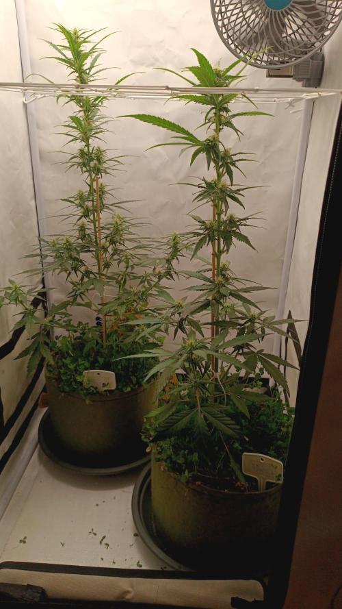 Low Budget Setup Test. Week 6