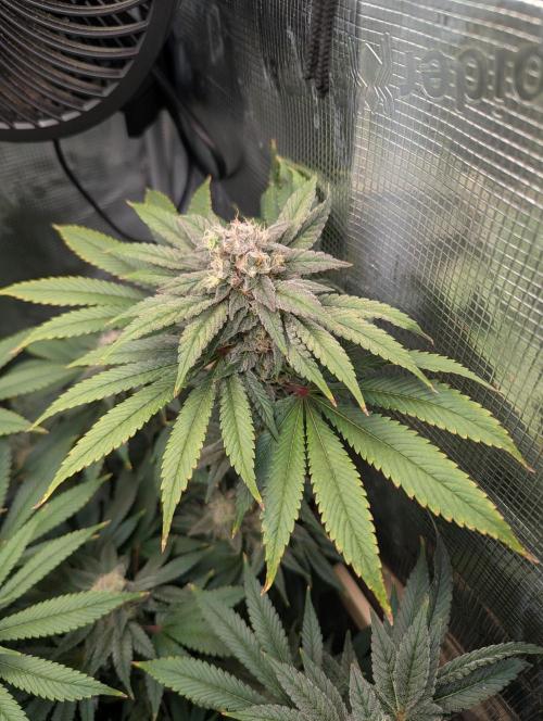 Fesi´s erster Grow. Week 11