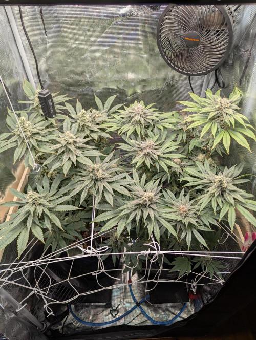 Fesi´s erster Grow. Week 11