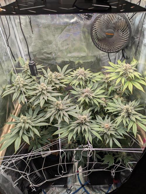 Fesi´s erster Grow. Week 11