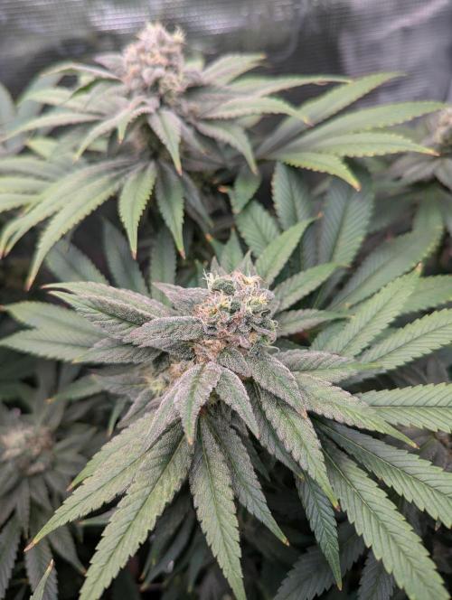 Fesi´s erster Grow. Week 11