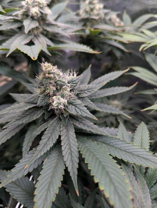 Fesi´s erster Grow. Week 11