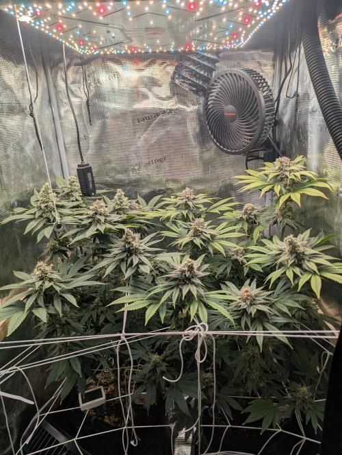 Fesi´s erster Grow. Week 12