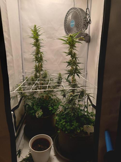 Low Budget Setup Test. Week 7