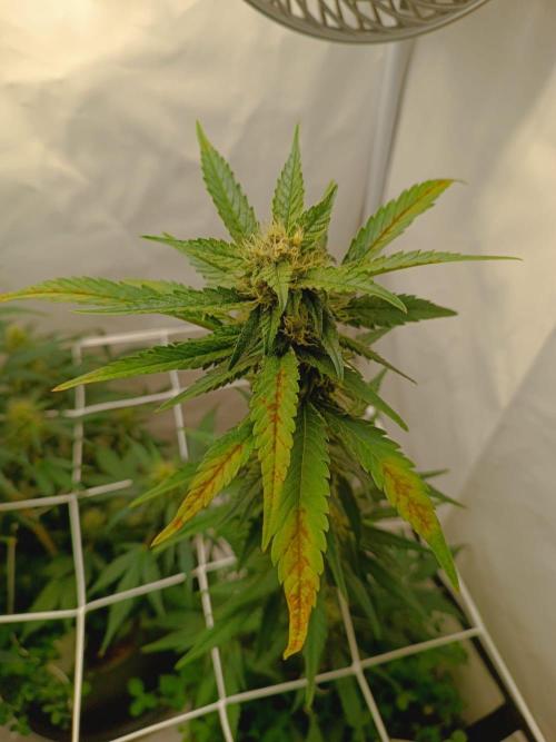 Low Budget Setup Test. Week 7