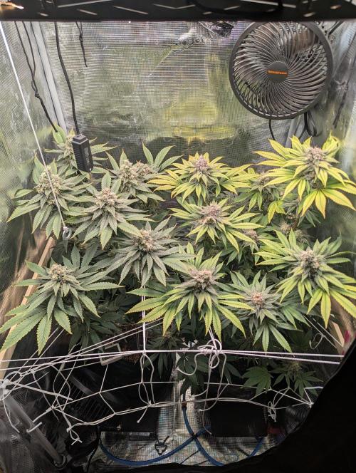 Fesi´s erster Grow. Week 12