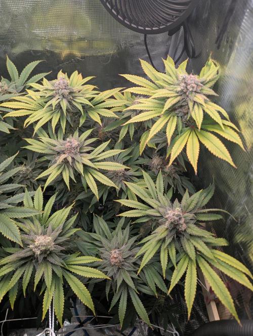 Fesi´s erster Grow. Week 12