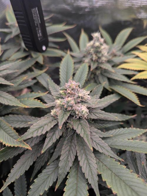 Fesi´s erster Grow. Week 12