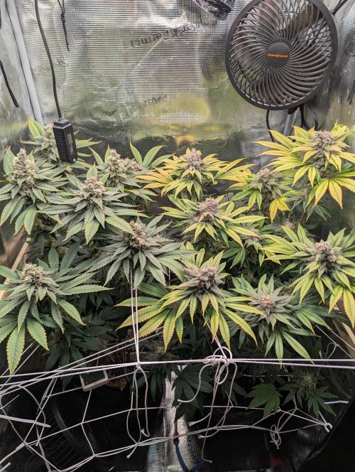 Fesi´s erster Grow. Week 12