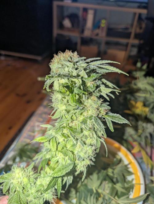 Fesi´s erster Grow. Week 13